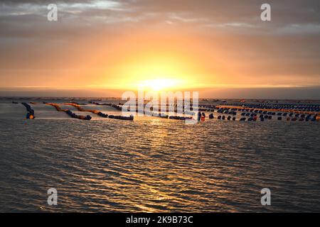 Xiapu. 22nd Ott 2022. Questa foto scattata il 22 ottobre 2022 mostra le fattorie di ostriche in mare al mattino nella cittadina di Sansha della Contea di Xiapu, nella provincia Fujian della Cina sudorientale. L'area marina della contea di Xiapu è entrata nella stagione di punta del raccolto autunnale. Le barche viaggiano attraverso la vasta area dell'acquacoltura, raccogliendo prodotti acquatici come conca e ostriche, dall'alba al tramonto. Credit: Notizie dal vivo su Jiang Kehong/Xinhua/Alamy Foto Stock