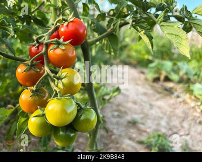 Pomodori ciliegini, freschi rossi maturi e non maturi verdi, appesi sulla vite di una pianta di pomodoro. Bella giornata di sole in azienda agricola biologica, giardinaggio. Foto Stock