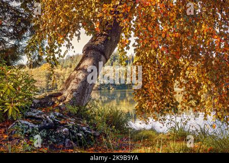 Albero sospeso sull'acqua al lago Shearwater in autunno, Wiltshire, Regno Unito Foto Stock