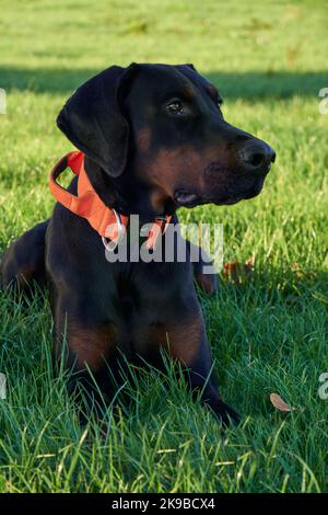 Fotografia del cucciolo Doberman Pinscher cane seduto in erba guardando il proprietario il giorno di sole Foto Stock