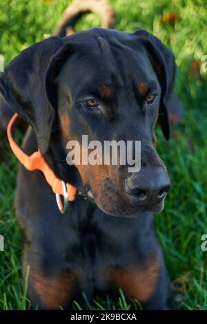 Fotografia del cucciolo Doberman Pinscher cane seduto in erba guardando il proprietario il giorno di sole Foto Stock