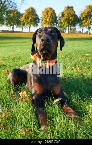 Fotografia del cucciolo Doberman Pinscher cane seduto in erba guardando il proprietario il giorno di sole con gli alberi sullo sfondo Foto Stock