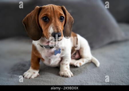 Fotografia di un cucciolo in miniatura Piebald Dachshund cane seduto sul divano guardando la macchina fotografica Foto Stock