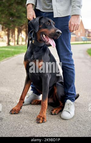 Giovane cane Doberman Pinscher seduto tra le gambe dei proprietari mentre fuori per una passeggiata Foto Stock