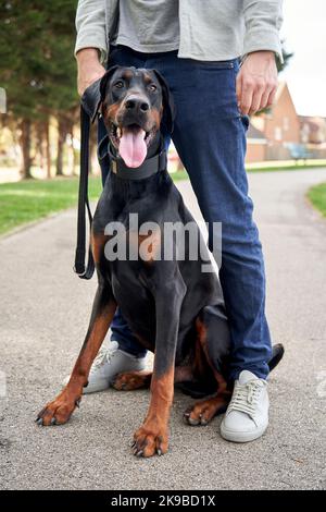 Giovane cane Doberman Pinscher seduto tra le gambe dei proprietari mentre fuori per una passeggiata Foto Stock