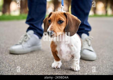Cucciolo in miniatura Dachshund in piedi tra le gambe dei proprietari mentre si cammina Foto Stock