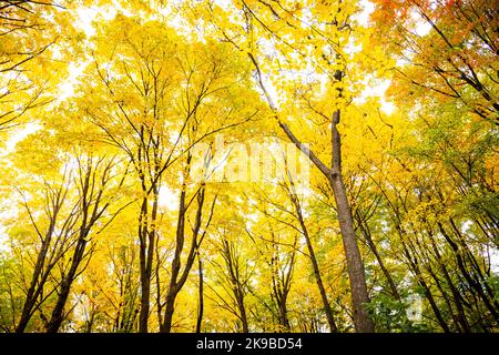 Bella foresta con colorate foglie autunnali nel parco nazionale in Canada Foto Stock