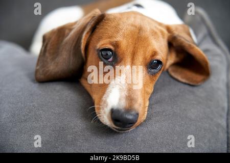 Fotografia di un cucciolo in miniatura Piebald Dachshund cane sdraiato sul divano guardando la macchina fotografica Foto Stock