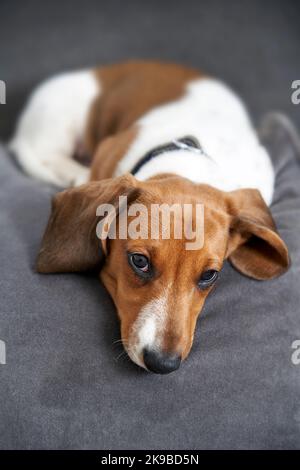 Fotografia di un cucciolo in miniatura Piebald Dachshund cane sdraiato sul divano guardando la macchina fotografica Foto Stock