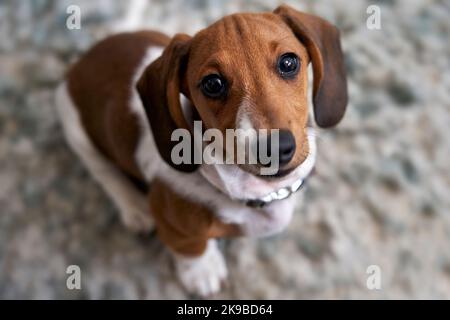 Fotografia di un cucciolo in miniatura Piebald Dachshund cane seduto sul pavimento guardando la macchina fotografica Foto Stock