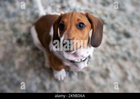 Fotografia di un cucciolo in miniatura Piebald Dachshund cane sdraiato sul pavimento guardando la macchina fotografica Foto Stock