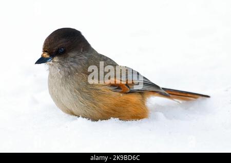 Taigagaai siberiano Jay Foto Stock