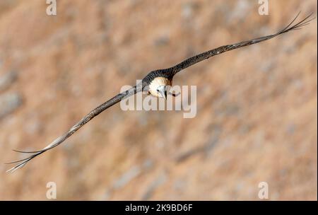 ADULTO avvoltoio di orecchio (Gypaetus barbatus) in India. Conosciuto anche come Lammergeier. Foto Stock