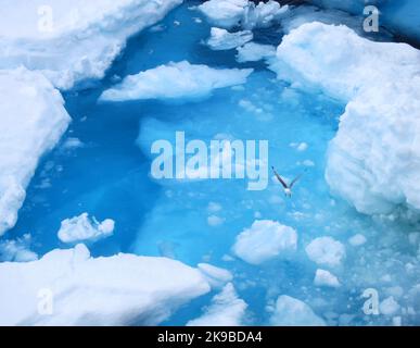 Drieteenmeeuw vliegend boven ijsblauw acqua, nero-gambe Kittiwake volare al di sopra del ghiaccio di acqua blu Foto Stock