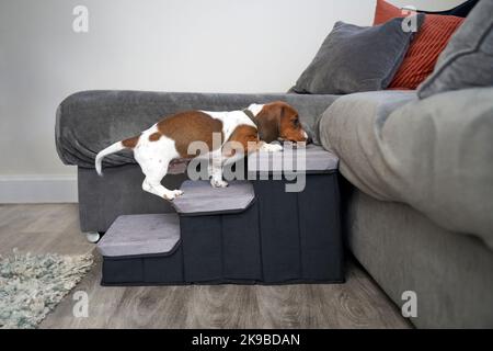 Dachshund cucciolo in miniatura utilizzando gradini per salire fino al divano in una casa Foto Stock