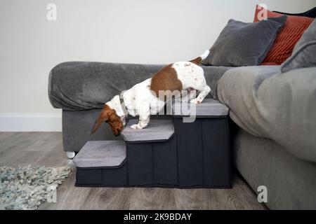 Dachshund cucciolo in miniatura utilizzando gradini per scendere dal divano in una casa Foto Stock