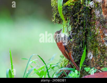 Perlato Treerunner (Margarornis squamiger) a San isidro Lodge, versante est Ande, Ecuador. Foto Stock