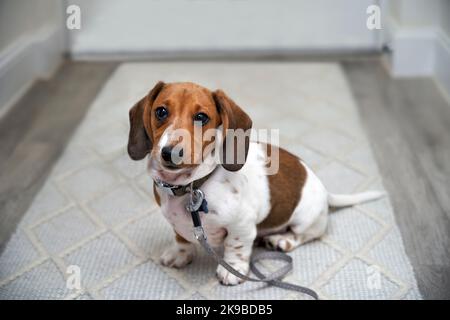 Fotografia di un cucciolo in miniatura Piebald Dachshund cane seduto sul pavimento con piombo dalla porta di ingresso in attesa di essere presa a piedi guardando la macchina fotografica Foto Stock