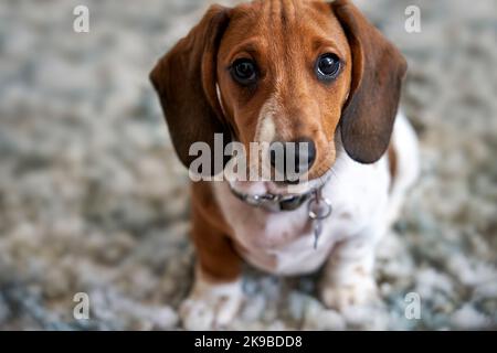 Fotografia di un cucciolo in miniatura Piebald Dachshund cane seduto sul pavimento guardando la macchina fotografica Foto Stock