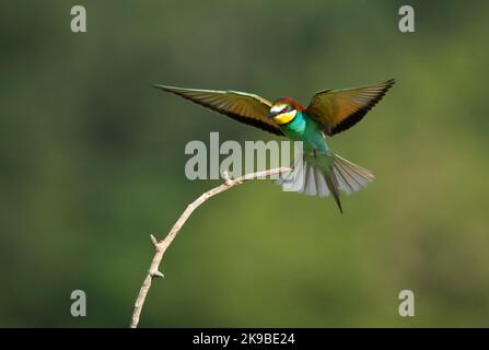 In Bijeneter vlucht; unione gruccione in volo Foto Stock