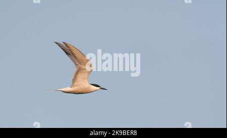 Per adulti (Siberian) Comune Tern in volo sopra Bodhi Isola, Cina. Vista laterale che mostra underwing. Foto Stock