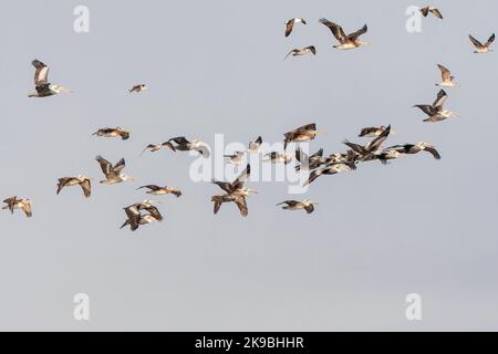 Pelican peruviano (Pelecanus thagus) al largo della costa di Lima, Perù. Enorme gregge di pellicani in volo, insieme a Kelp Gulls. Foto Stock