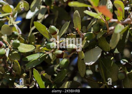 primo piano di ghiande verdi su quercia, stagione autunnale Foto Stock