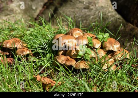 Mazzo di funghi a cupola raggruppati che crescono selvaggi tra erba verde Foto Stock