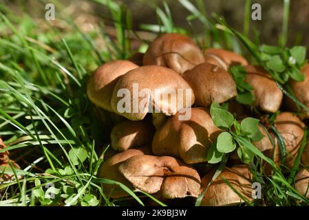Mazzo di funghi a cupola raggruppati che crescono selvaggi tra erba verde Foto Stock