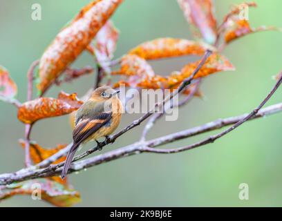 Cinnamon Flycatcher (Pyrhomyias cinnamomeus pyrhopterus) a San Isidro Lodge sul versante orientale delle Ande in Ecuador. Foto Stock