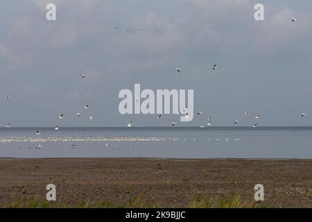 Grote groepen vogels in Westhoek; stormi di uccelli a Westhoek Foto Stock