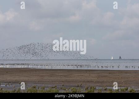 Grote groepen vogels in Westhoek; stormi di uccelli a Westhoek Foto Stock