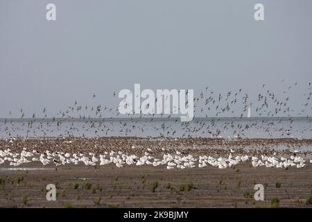 Grote groepen vogels in Westhoek; stormi di uccelli a Westhoek Foto Stock