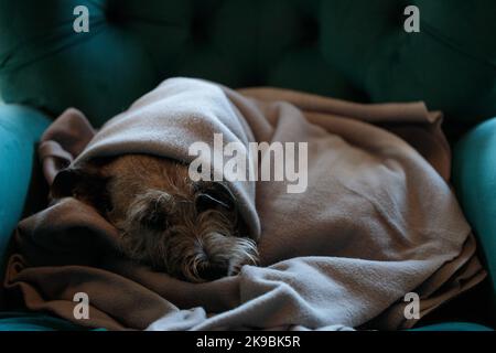 Un cane carino sotto una coperta su una poltrona. Aumento dei costi delle bollette del gas nelle famiglie a causa dell'inflazione e della guerra, crisi energetica Foto Stock