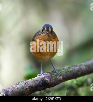 Grijskapdwergmierpitta, ardesia-incoronato Antpitta, Grallaricula nana Foto Stock