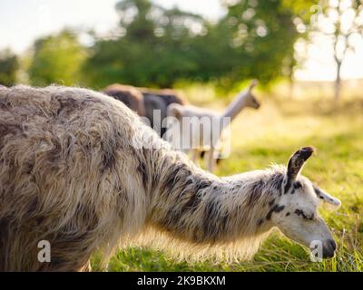 Bella scena fattoria all'alba con gruppo di alpaca grigia, marrone e nera a piedi e pascolo su collina erbosa retroilluminata al sorgere del sole con alberi sullo sfondo. Estate in campagna francese Foto Stock