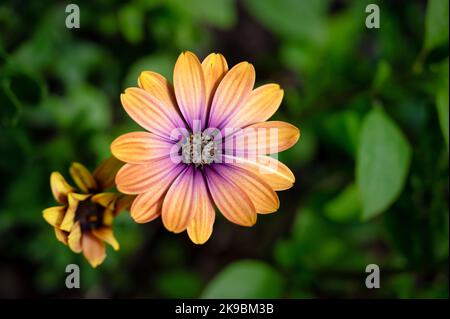 Osteospermum Viola Sole Daisy Africana Foto Stock