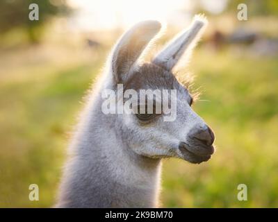 Bella scena fattoria all'alba con gruppo di alpaca grigia, marrone e nera a piedi e pascolo su collina erbosa retroilluminata al sorgere del sole con alberi sullo sfondo. Estate in campagna francese Foto Stock