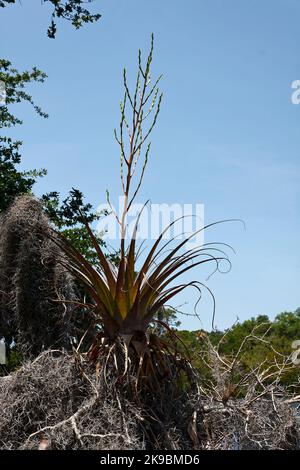 Pianta di Yucca, gambo di fiore che emerge, primo piano, muschio spagnolo, natura, Vegetazione, crescita, South Creek, Oscar Scherer state Park, Florida, Osprey, Florida, sp Foto Stock