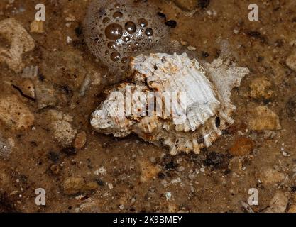 conchiglia, in acqua, bolle, natura, lumache di mare, Marine, primo piano, South Creek, Oscar Scherer state Park, Osprey, Florida, Florida Foto Stock