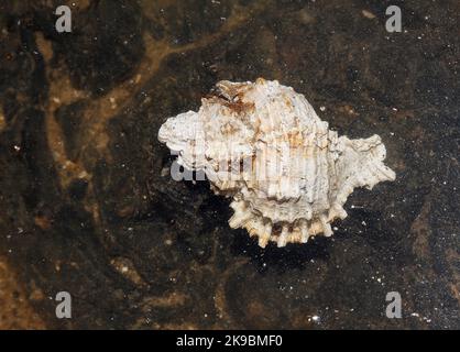 conchiglia, in acqua, natura, lumache di mare, marine, Primo piano, South Creek, Oscar Scherer state Park, Florida, Osprey, Florida Foto Stock