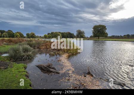 Sole che sbirciando attraverso un'alba di ottobre al parco Bushy di Heron stagno in Surrey UK Foto Stock