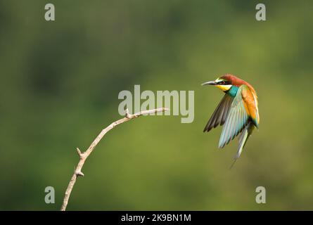 In Bijeneter vlucht; unione gruccione in volo Foto Stock