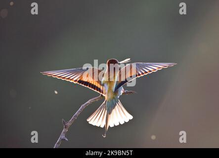 In Bijeneter vlucht; unione gruccione in volo Foto Stock