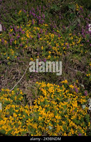 Piedi di erica gialla e rosa sulla brughiera bretone in primo piano. Costa di granito rosa Foto Stock