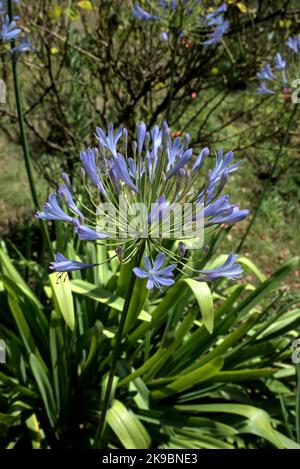 Fiore di agapanthus blu dall'isola di Bréhat in Bretagna Foto Stock