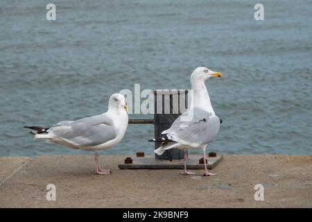 gabbiani d'aringa europei larus argentatus arroccato sul muro del mare con il mare sullo sfondo Foto Stock