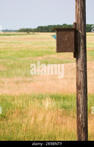 Scharrelaar bij nestkast Europeo di rullo in una scatola di nido Foto Stock