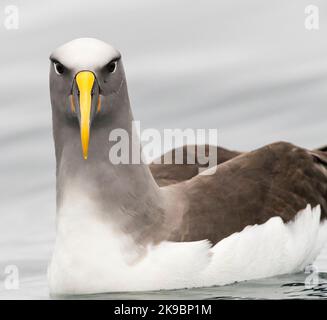 Adulto Albatross Northern Buller (Thalassarche bulleri platei) nuoto sulla superficie liscia dell'oceano nella Nuova Zelanda subantartica. Foto Stock