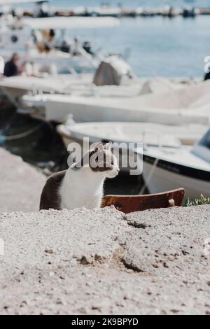 gatto grigio con un colletto bianco siede sul cemento presso il molo della barca nel caldo sole estivo. Foto Stock